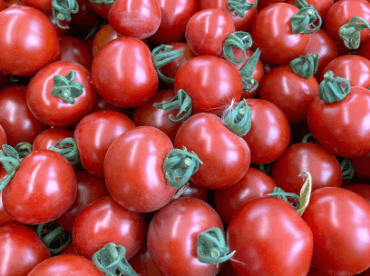 Camelプランテージについて