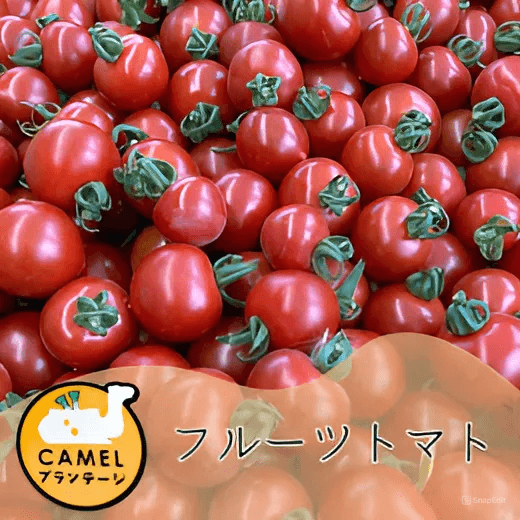 フルーツトマト